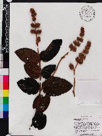 Miconia rufescens image