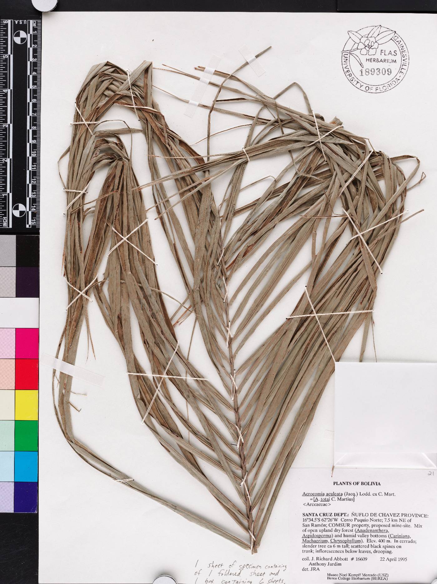 Acrocomia aculeata image