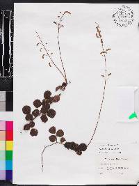 Desmodium lineatum image