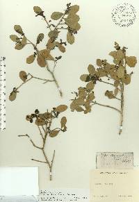 Gyminda latifolia image