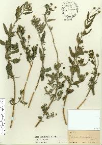 Lippia stoechadifolia image