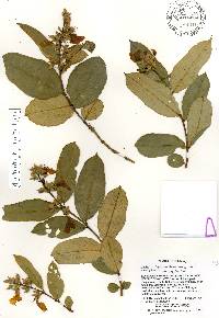 Qualea multiflora image