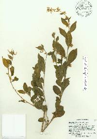 Image of Hybanthus albus