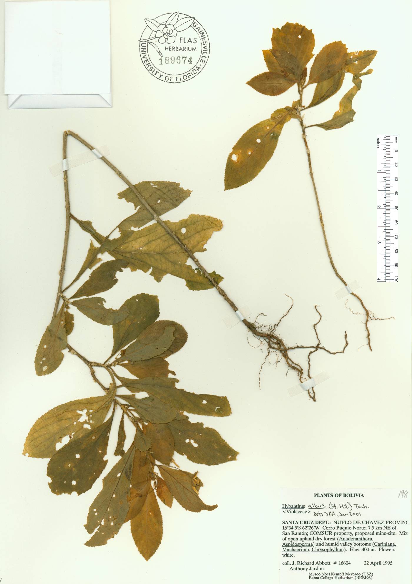 Hybanthus albus image