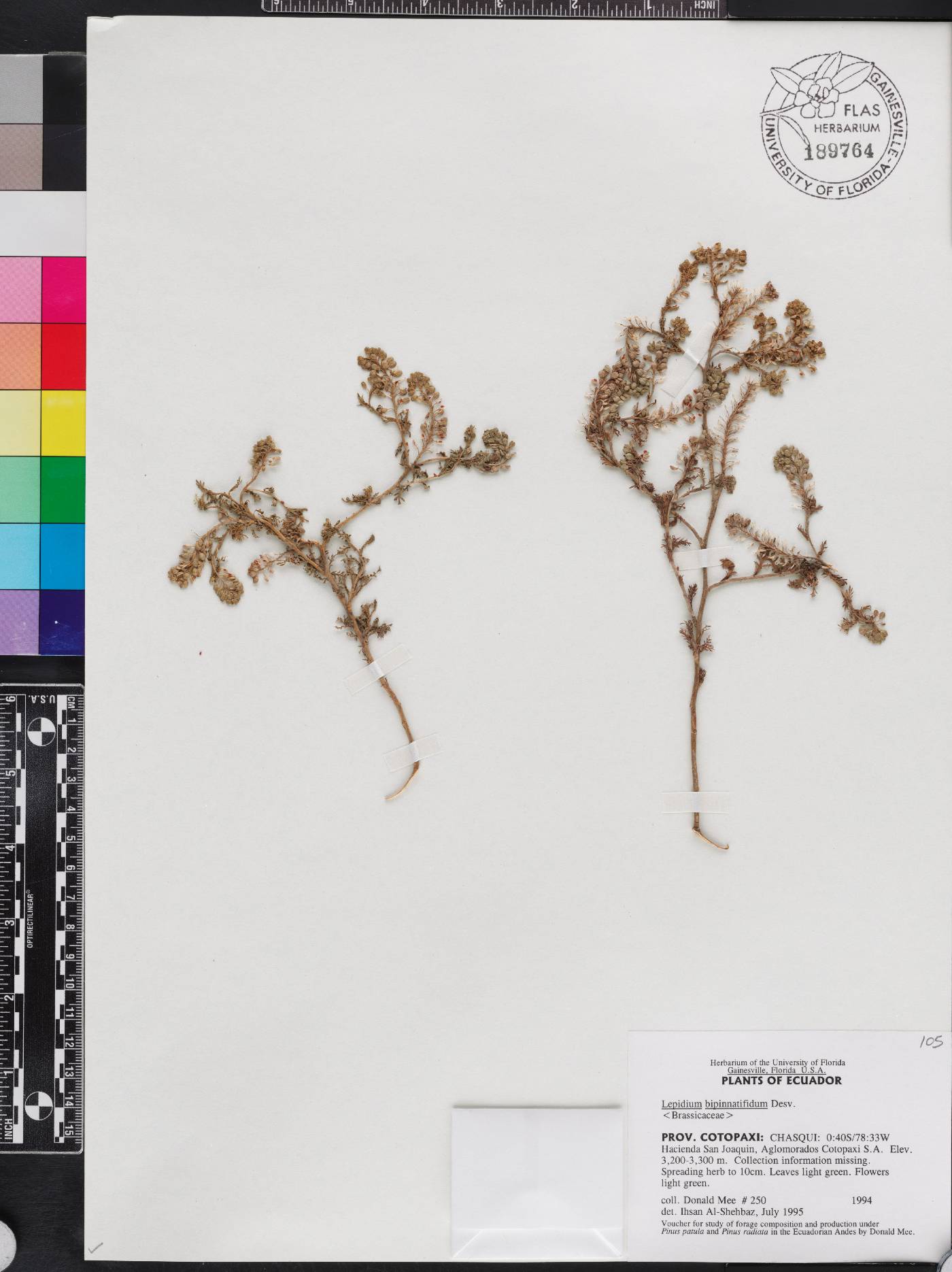 Lepidium bipinnatifidum image