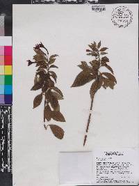 Image of Fuchsia loxensis