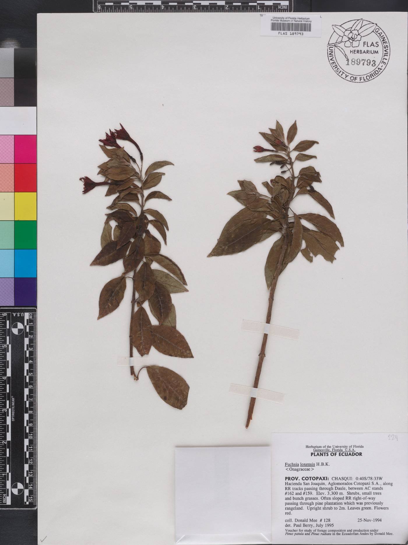 Fuchsia loxensis image
