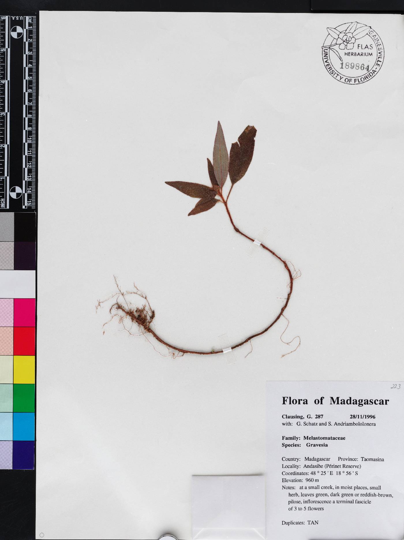 Gravesia image