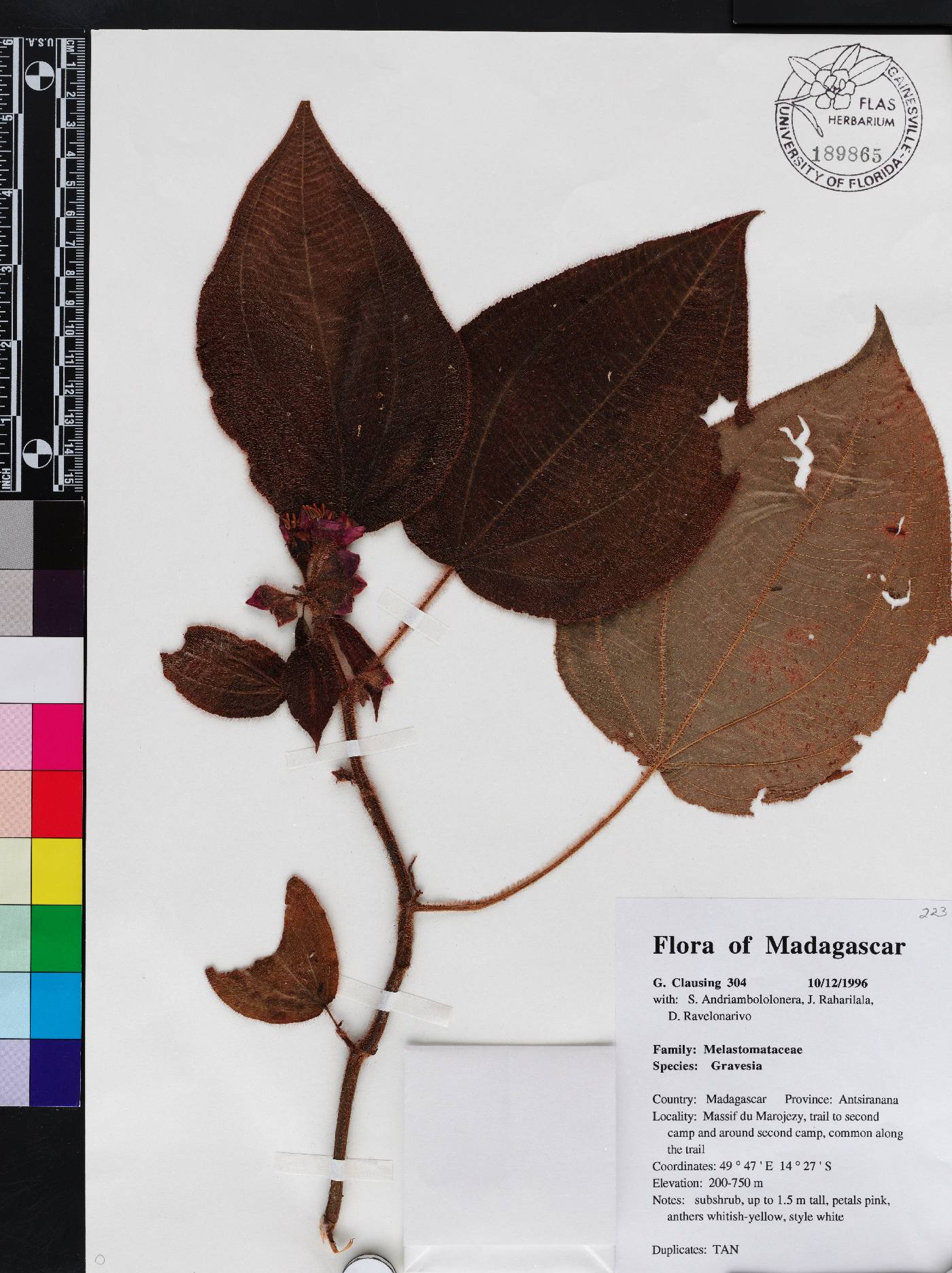Gravesia image