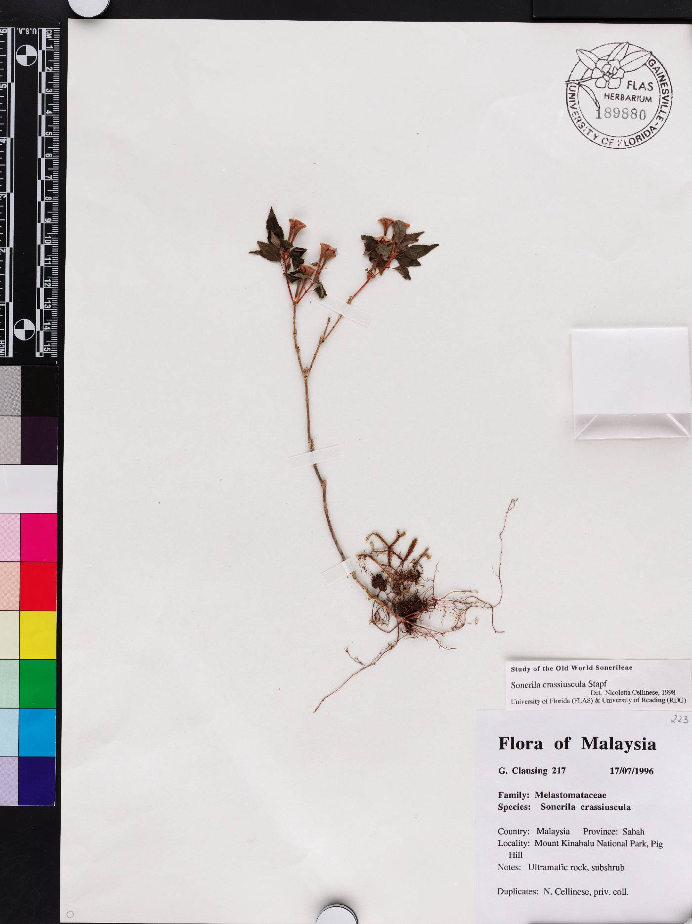 Sonerila crassiuscula image