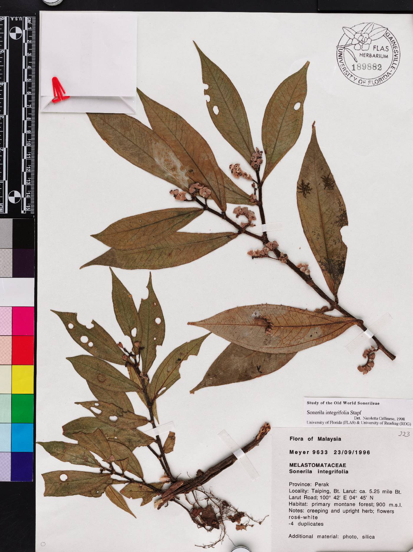 Sonerila integrifolia image