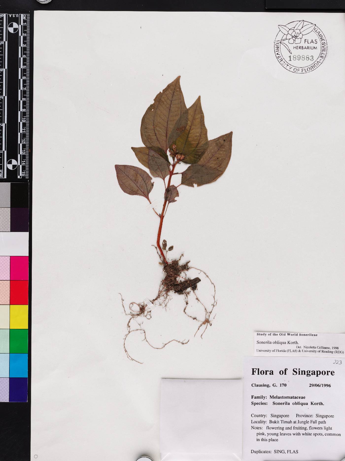 Sonerila obliqua image