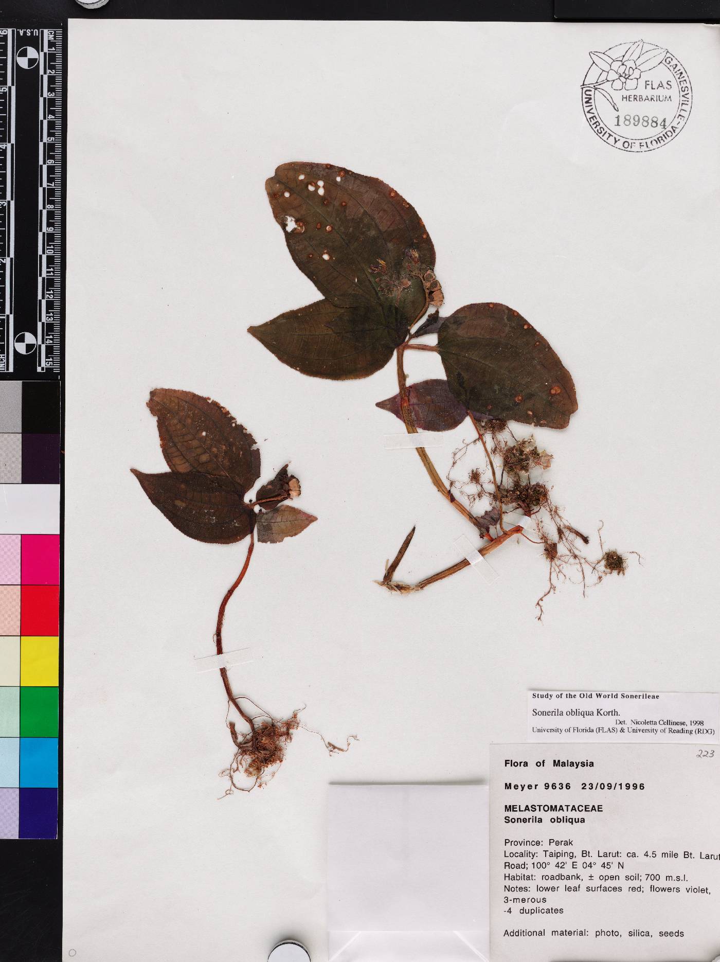 Sonerila obliqua image