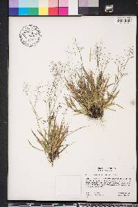 Dichanthelium ensifolium image