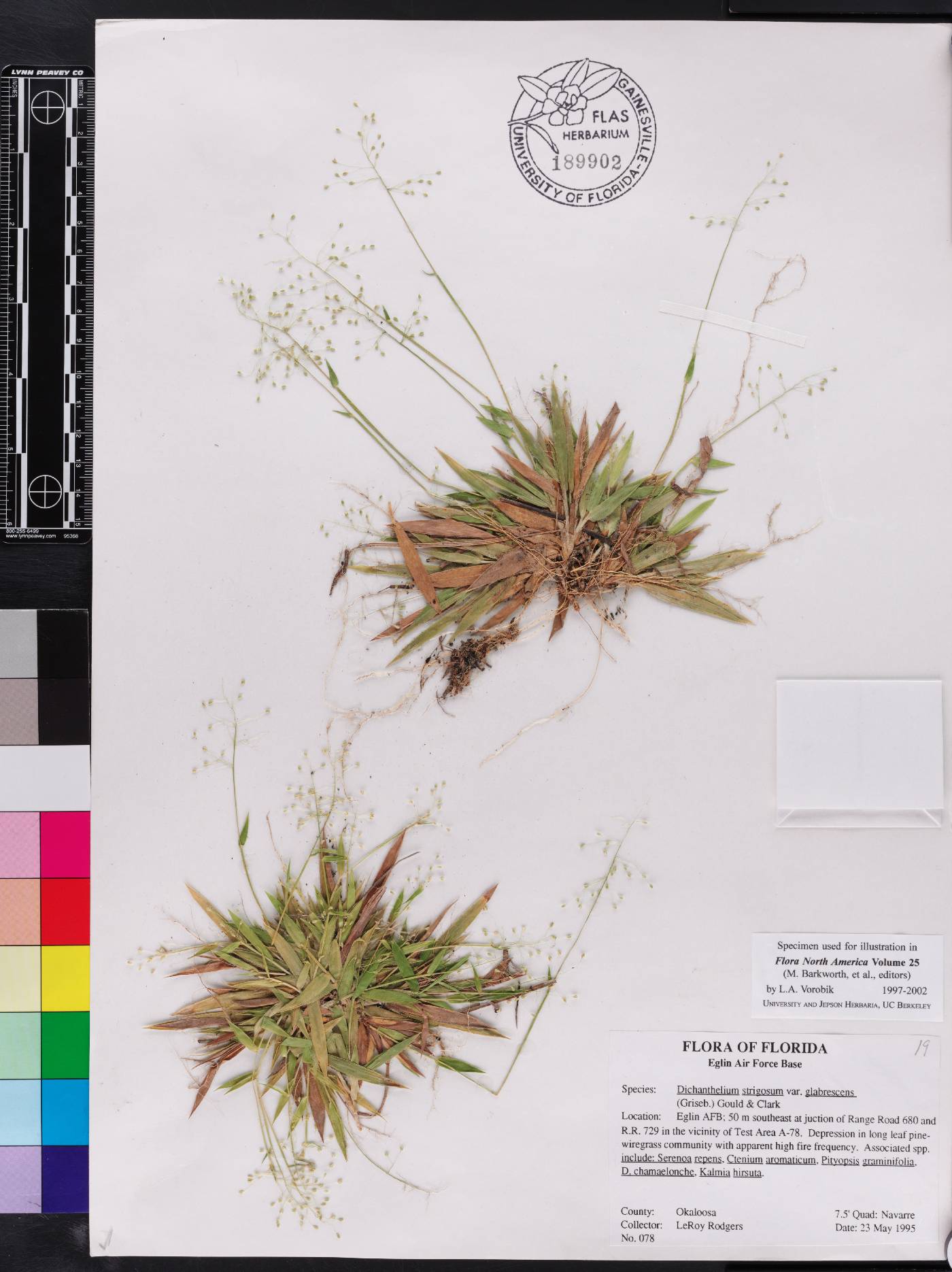 Panicum strigosum var. glabrescens image