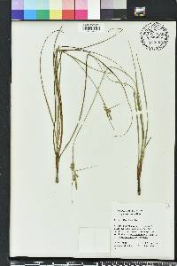 Carex tenax image