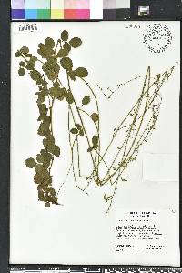 Desmodium lineatum image