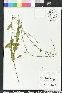 Desmodium lineatum image