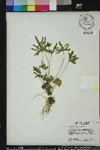 Viola septemloba image