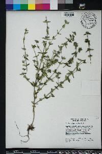 Hedyotis uniflora image