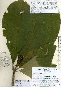 Magnolia tripetala image