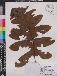 Diplazium pinnatifidum image