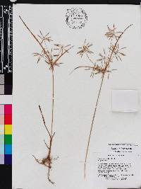 Cyperus sphacelatus image