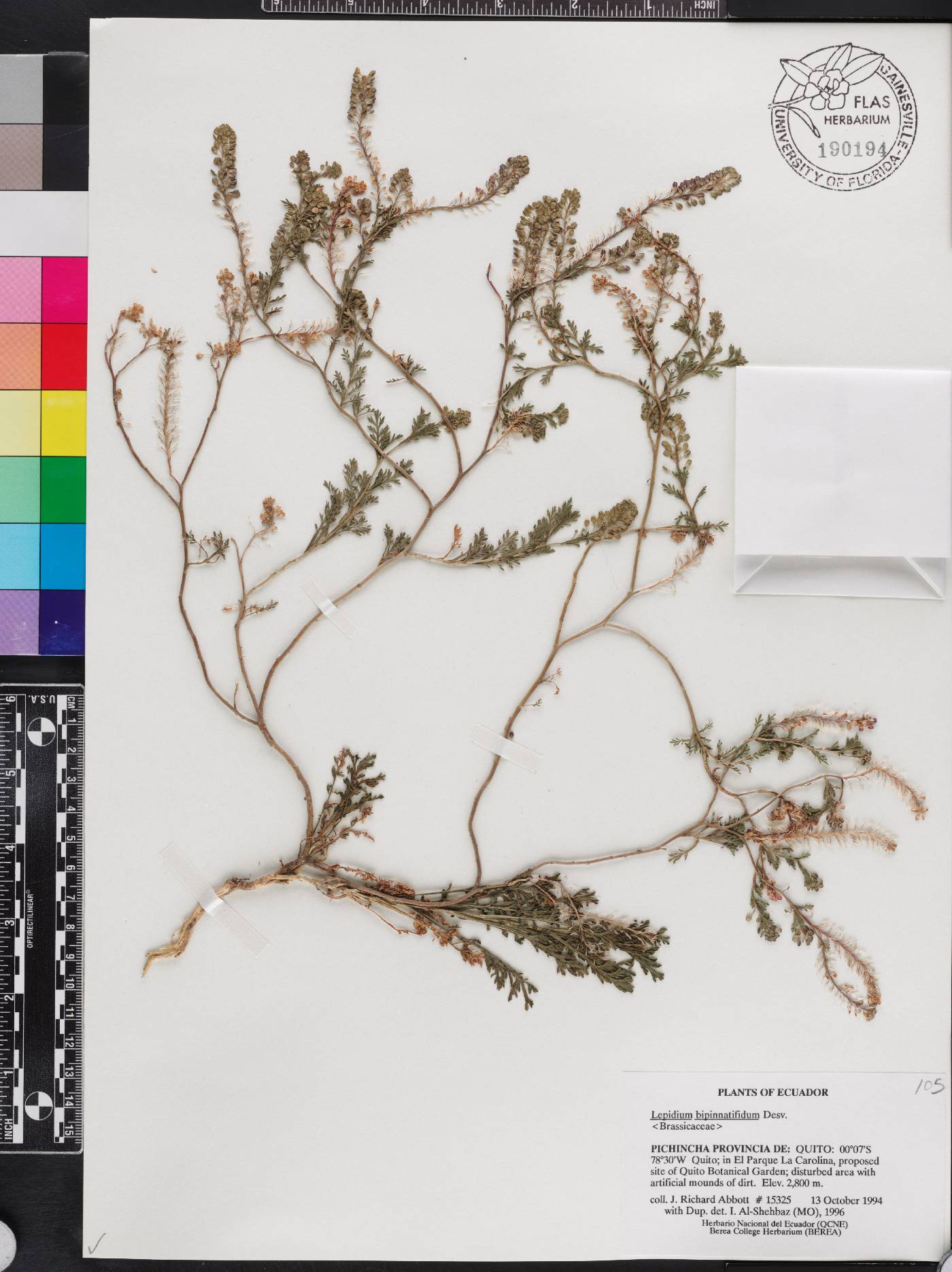 Lepidium bipinnatifidum image