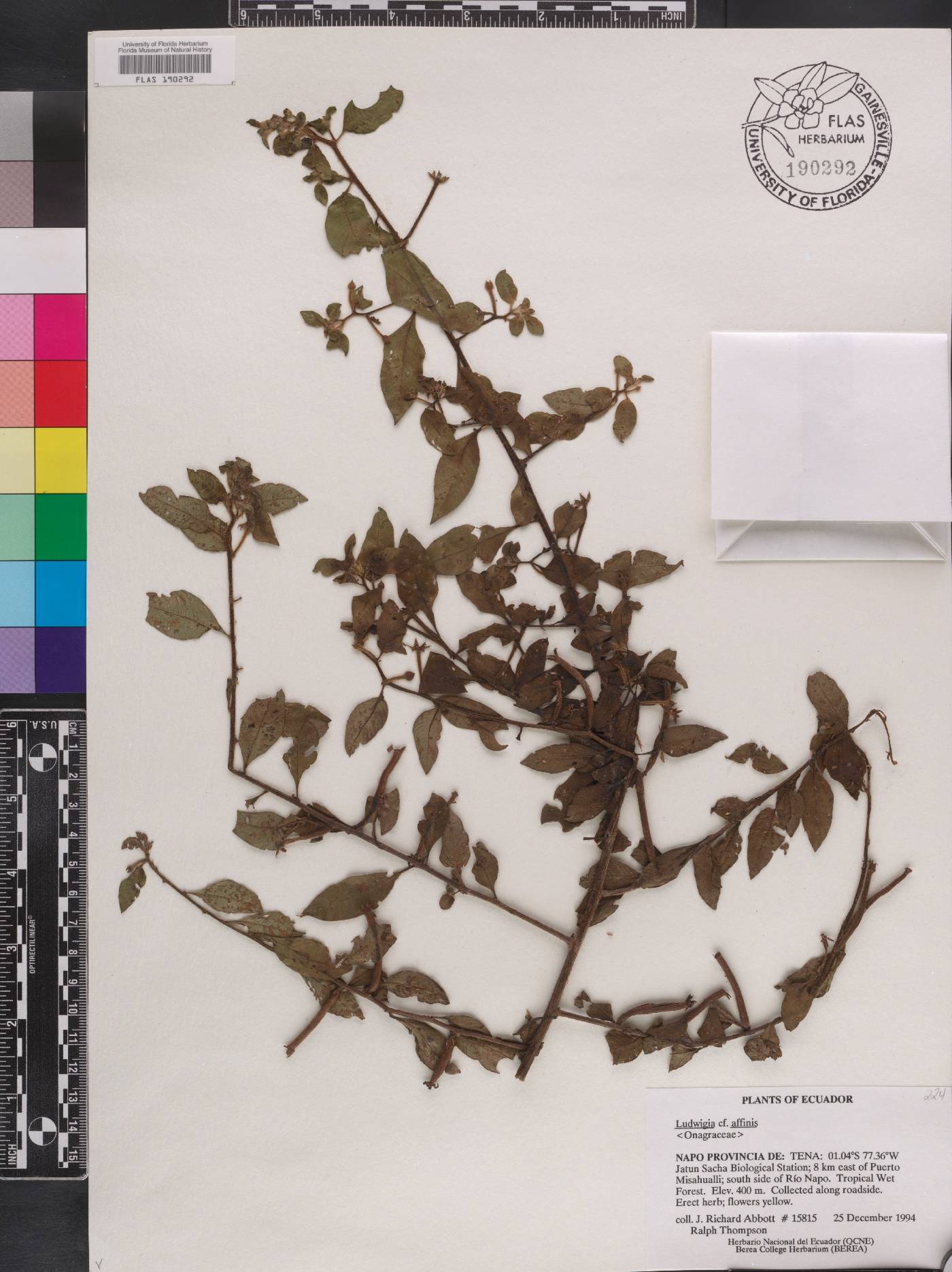 Ludwigia affinis image