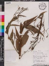 Ludwigia decurrens image