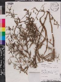 Ludwigia hyssopifolia image