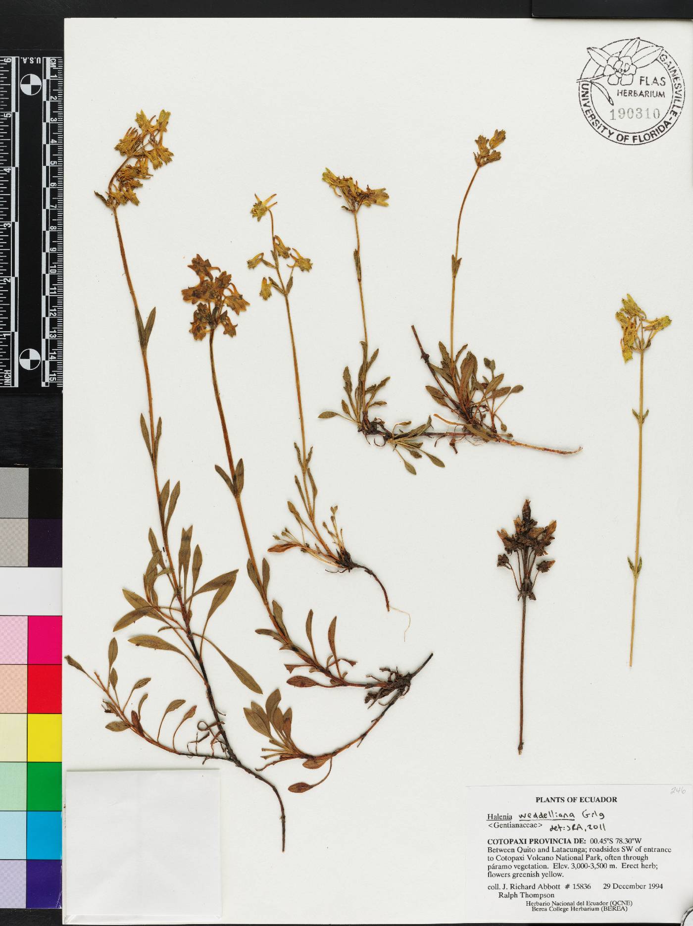 Halenia weddelliana image