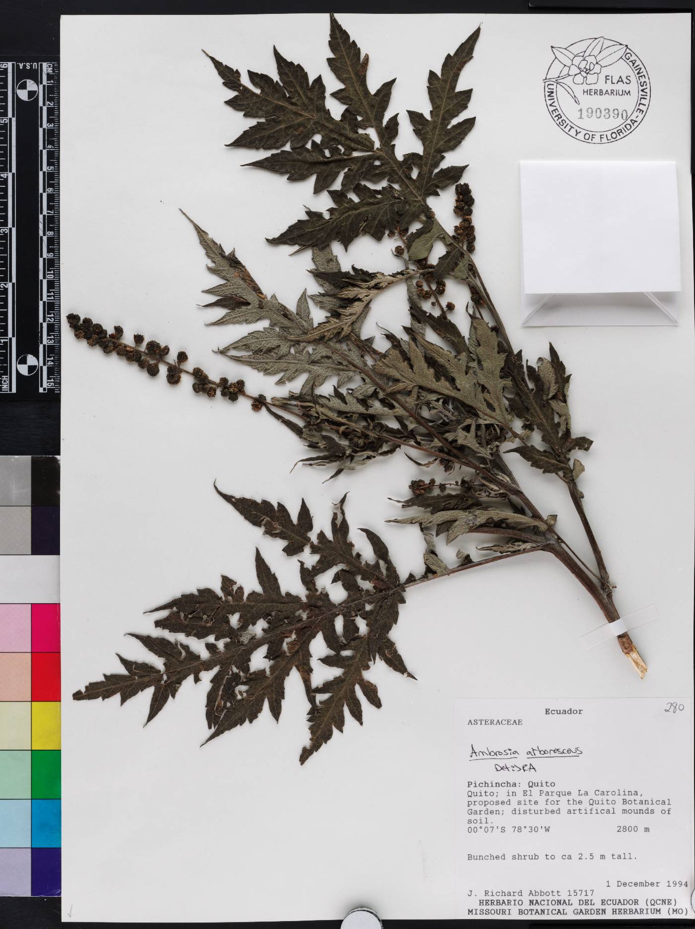 Ambrosia arborescens image