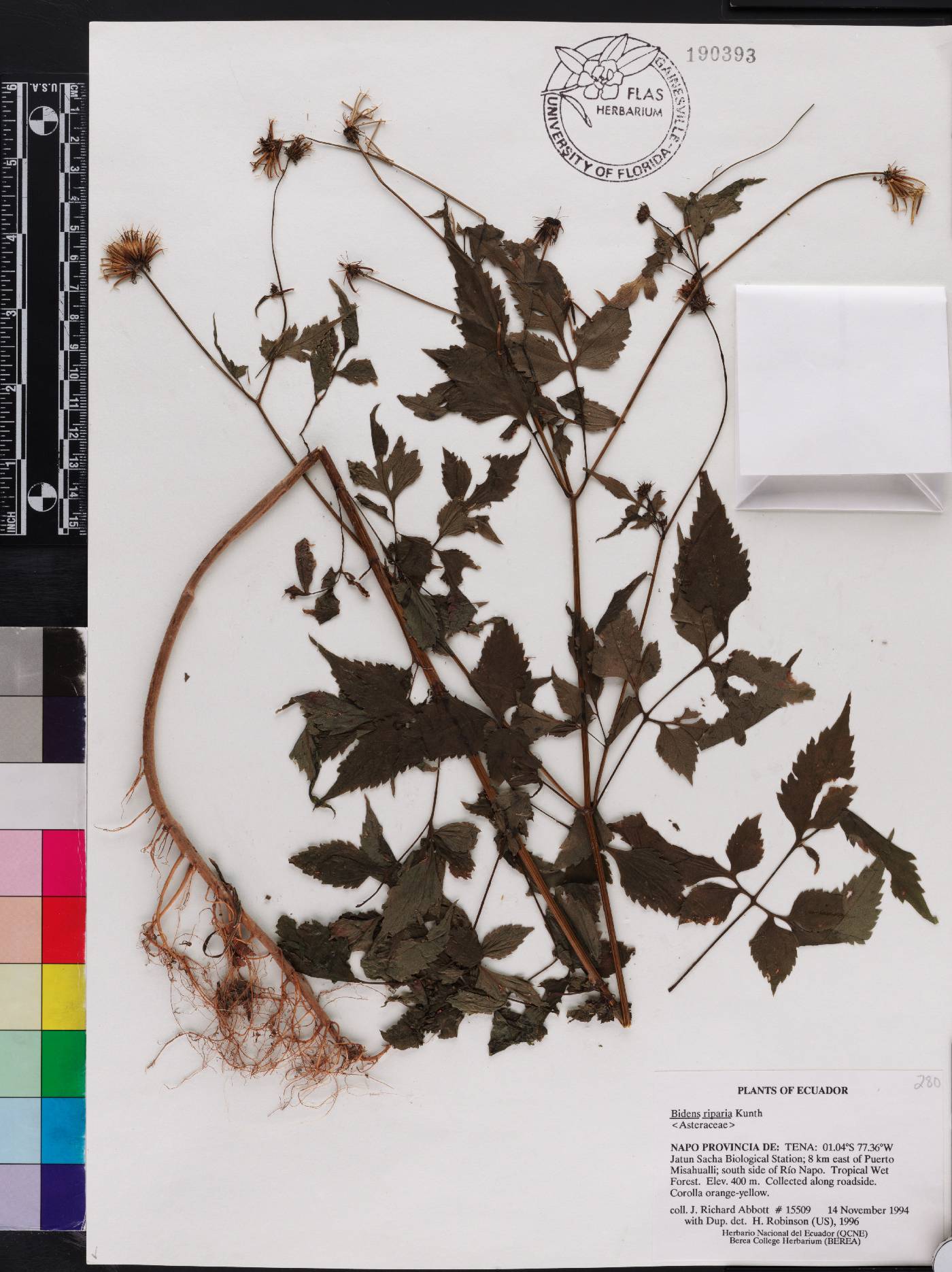 Bidens riparia image