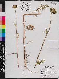 Daucus pusillus image