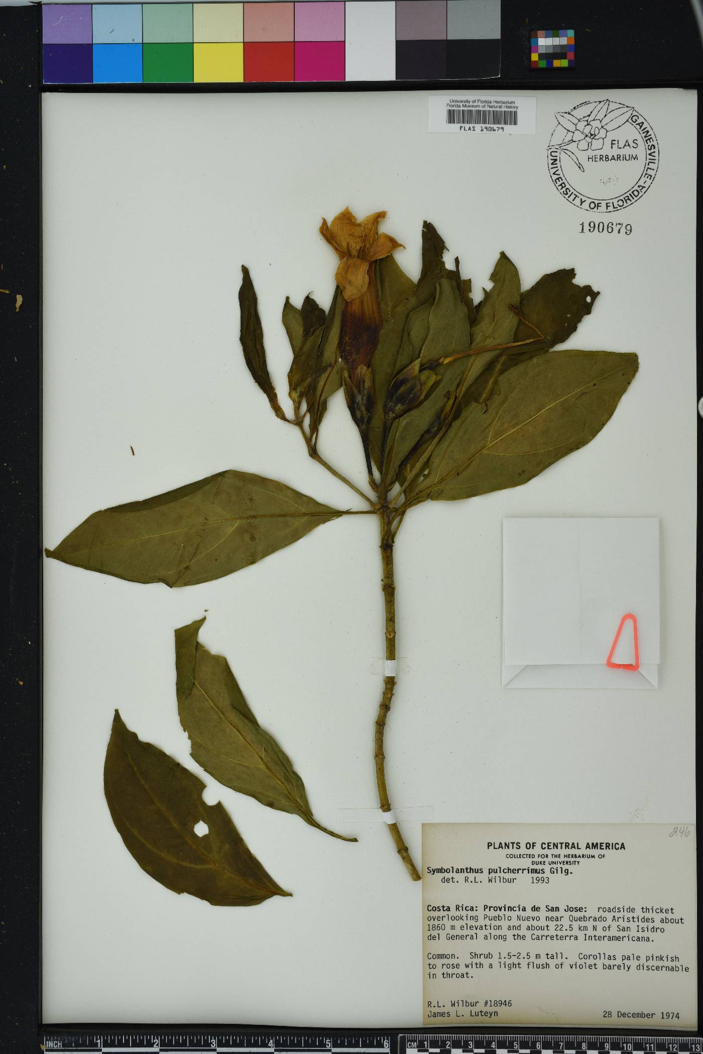 Symbolanthus image