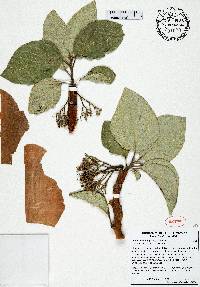 Jatropha martinezii image