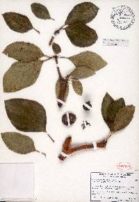 Jatropha martinezii image