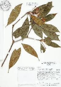 Illicium floridanum image