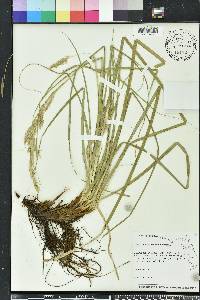 Carex cherokeensis image