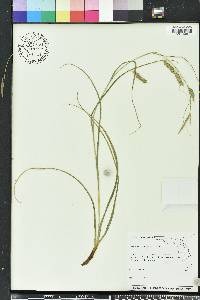 Carex cherokeensis image