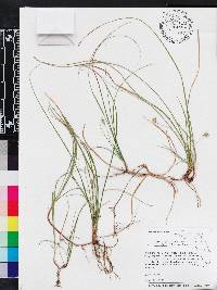 Carex floridana image