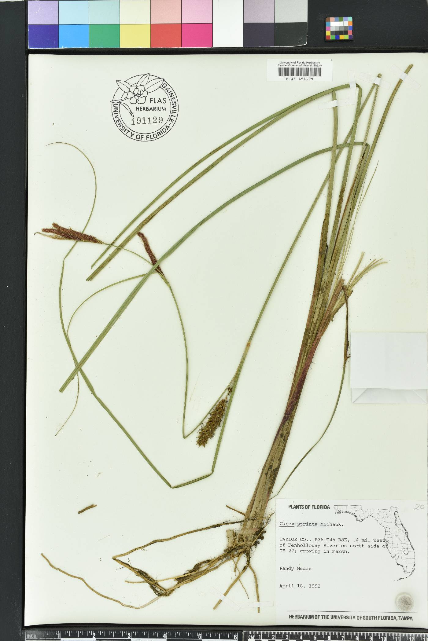 Carex striata image