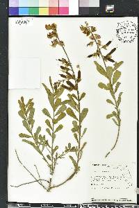 Crotalaria retusa image