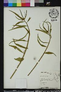 Euphorbia heterophylla image