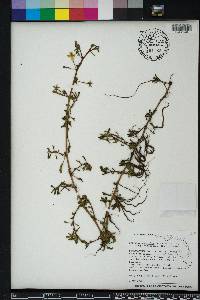 Ludwigia peploides image