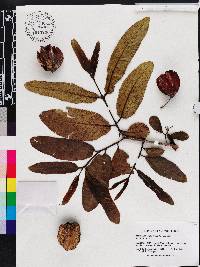 Terminalia arjuna image