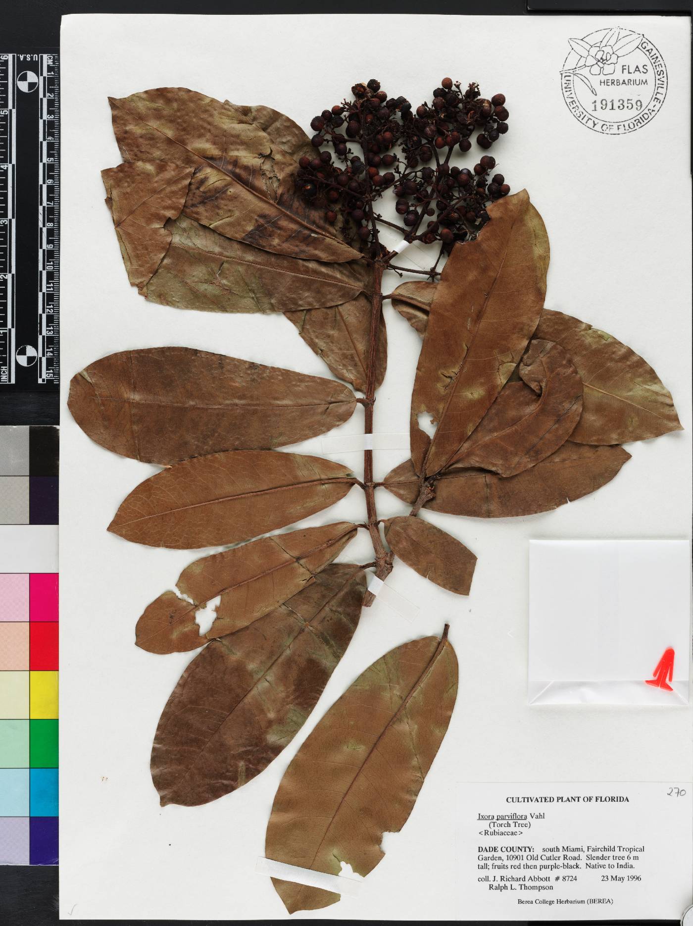 Ixora parviflora image