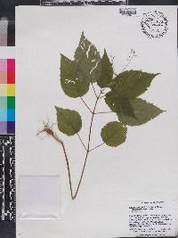 Circaea canadensis image