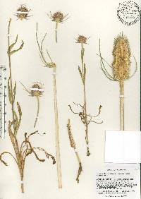 Dipsacus fullonum image